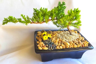 Plant Nite: Juniper Bonsai Tree for Beginners(Ages 18+)